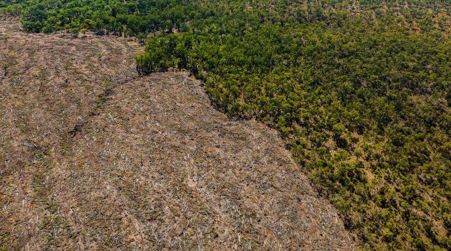 Supermarket giants under fire over stalled deforestation promises