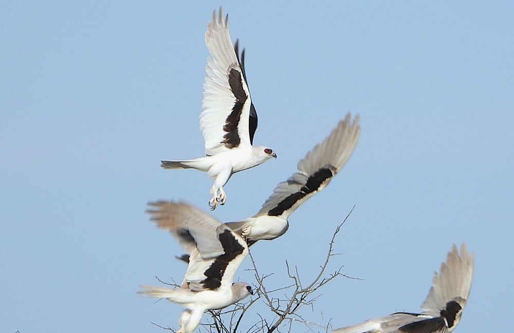 Letter-winged kites