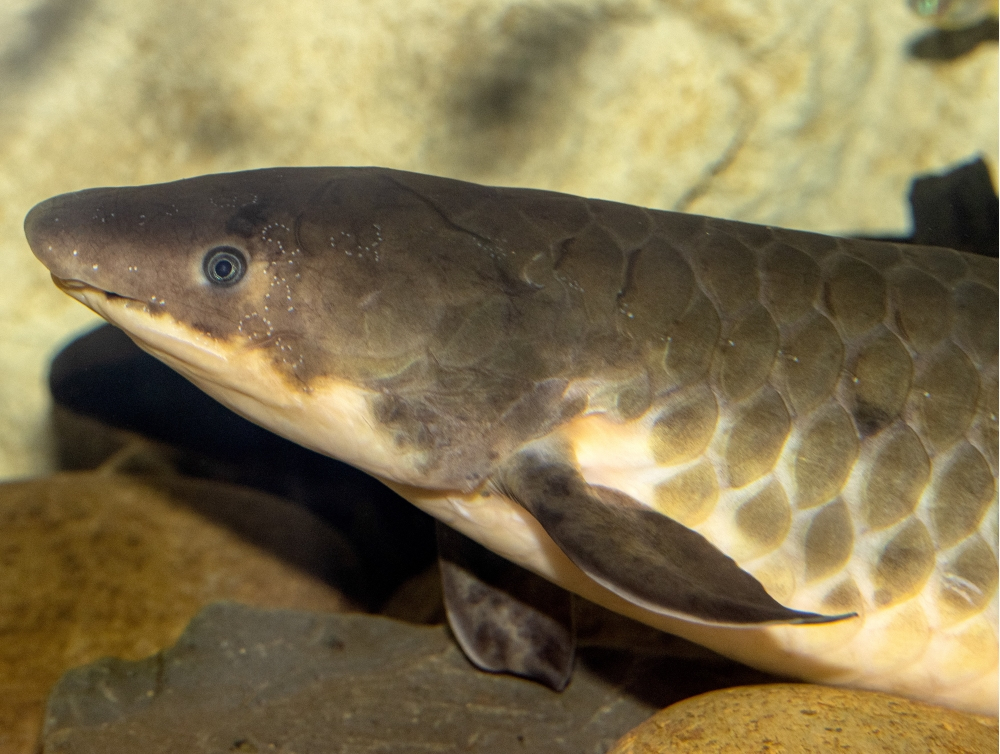 Queensland lungfish