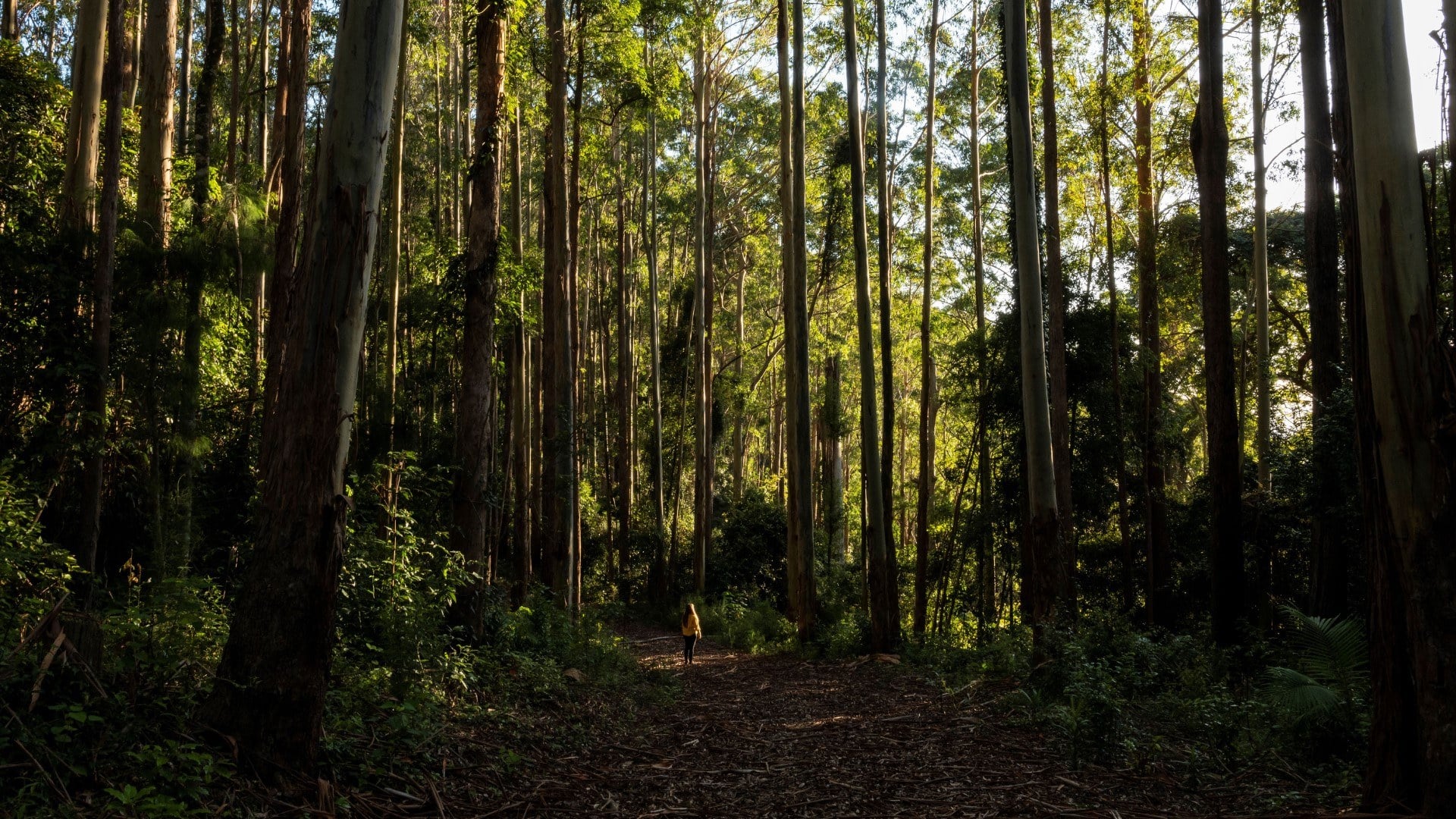 Communities want forests protected
