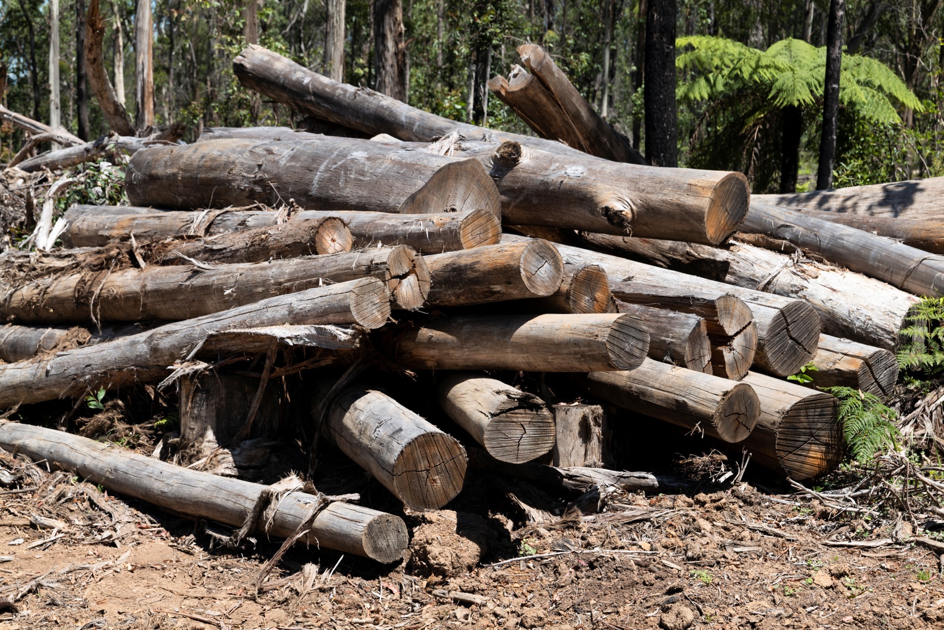 Hey Bunnings: stop selling out Australia’s special forests!