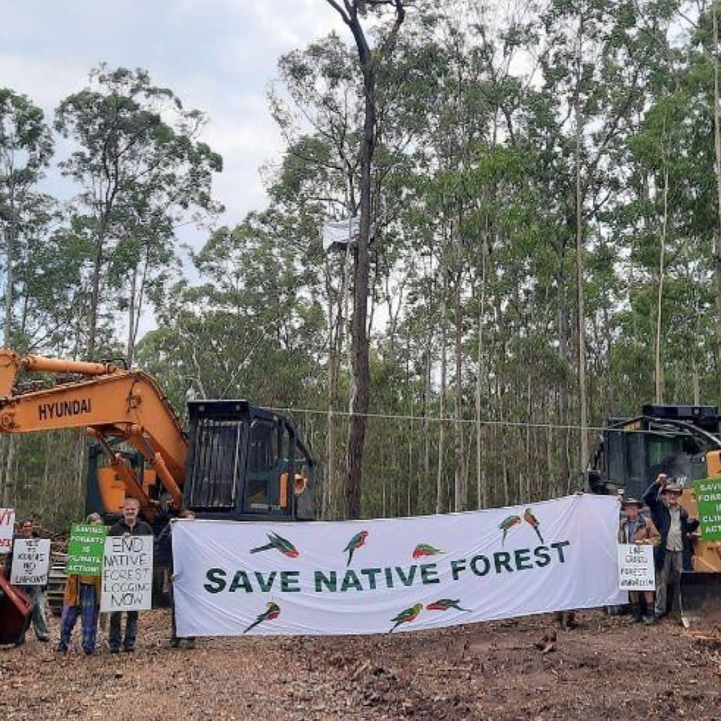 Communities want NSW forests protected
