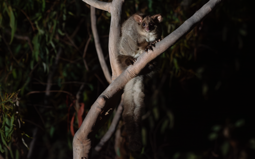 Northern greater glider