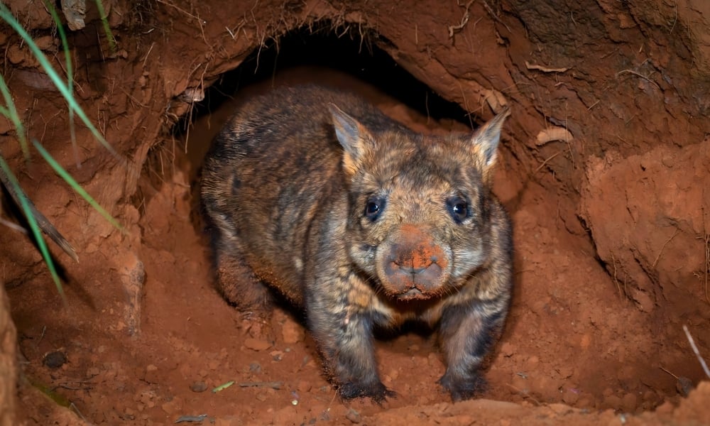 yaminon / northern hairy-nosed wombat