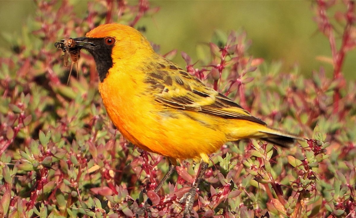Orange chat