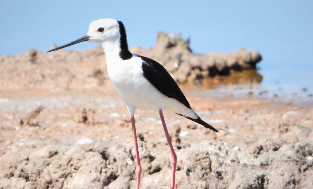 Pied stilt