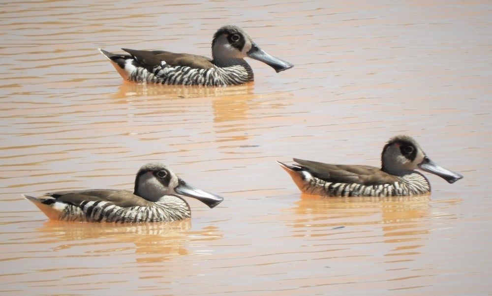Pink-eared ducks