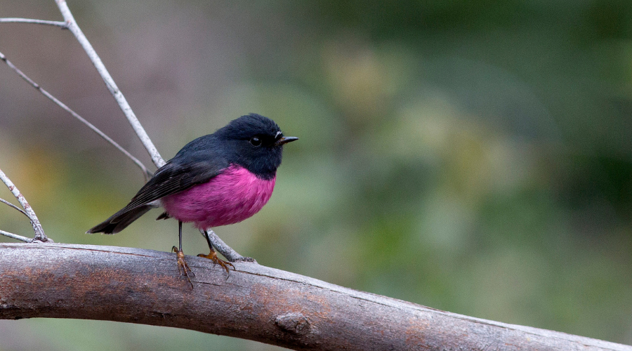 Wondrous wildlife