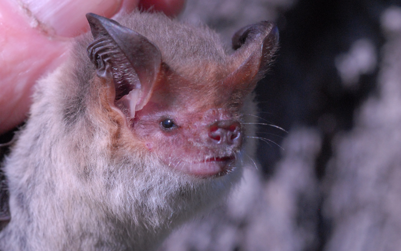 South-Eastern-Long-eared-Bat.png#asset:18642