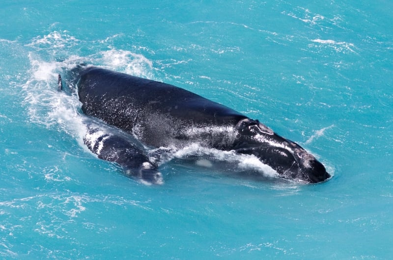 Wonders of the Bight