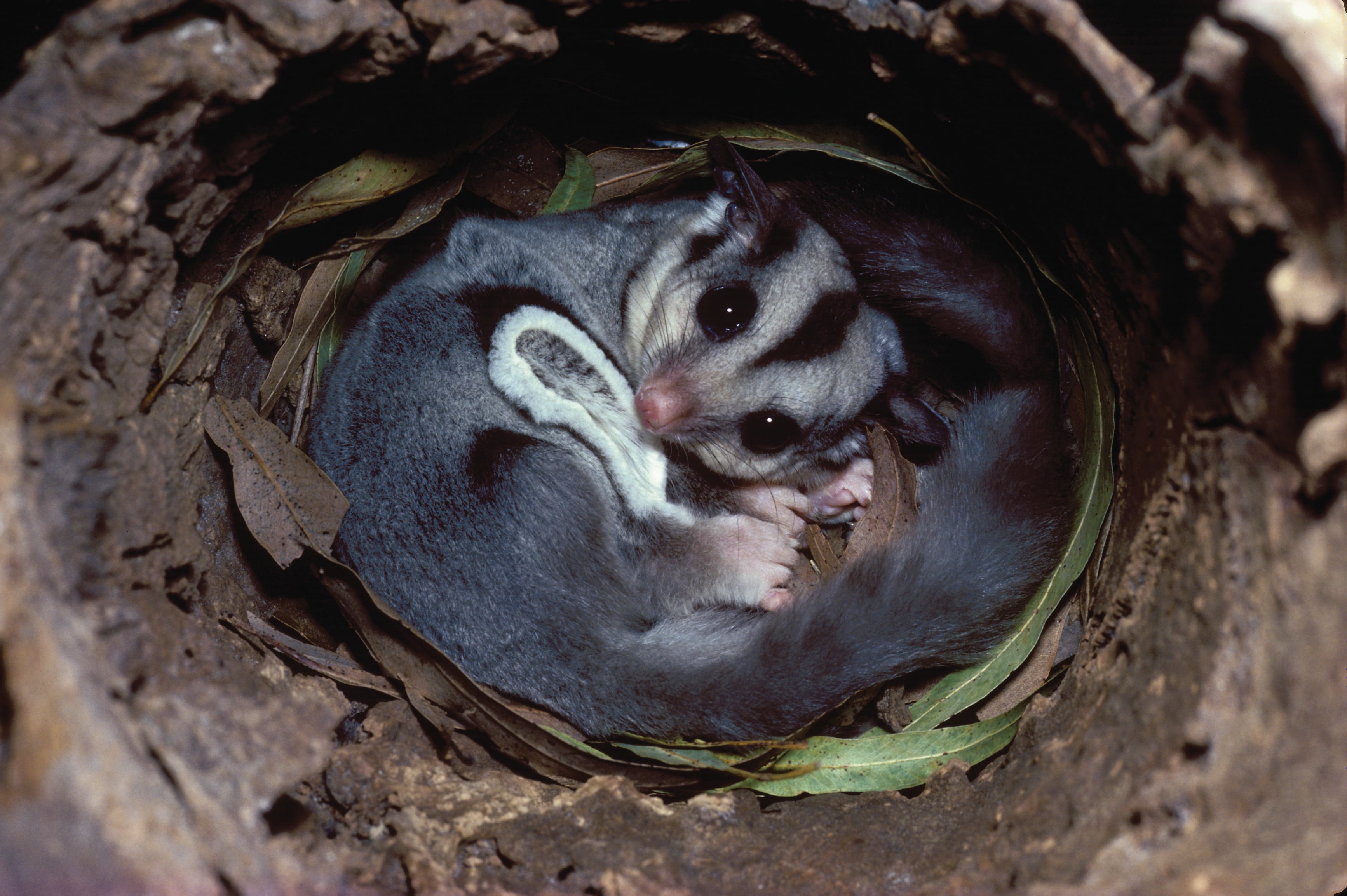 The sugar glider
