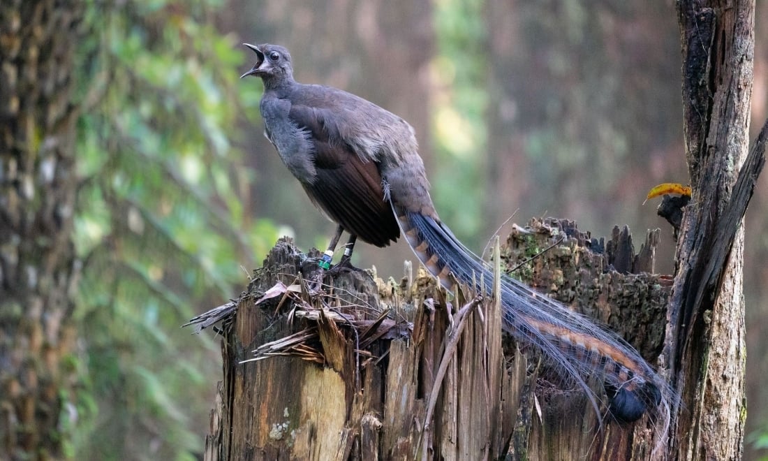 Superb lyrebird