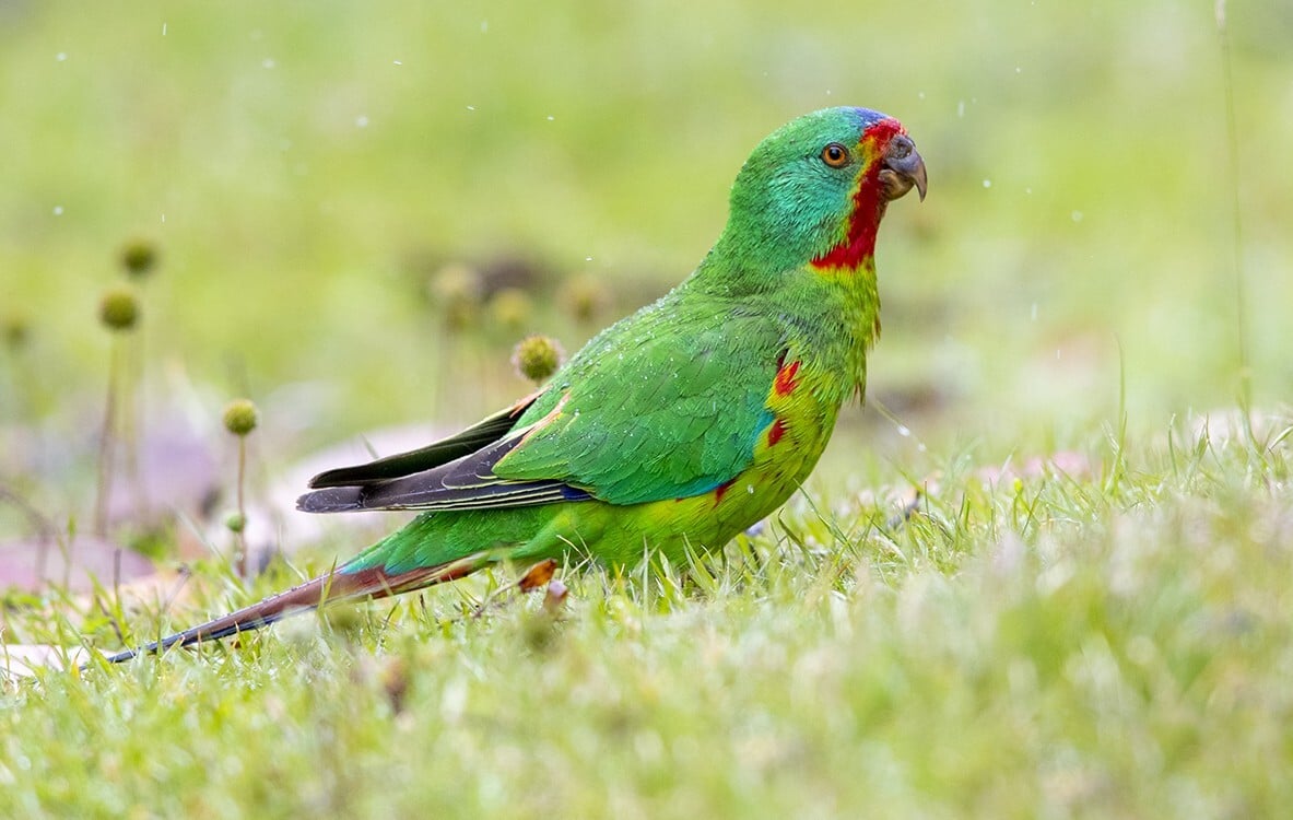 Swift parrot