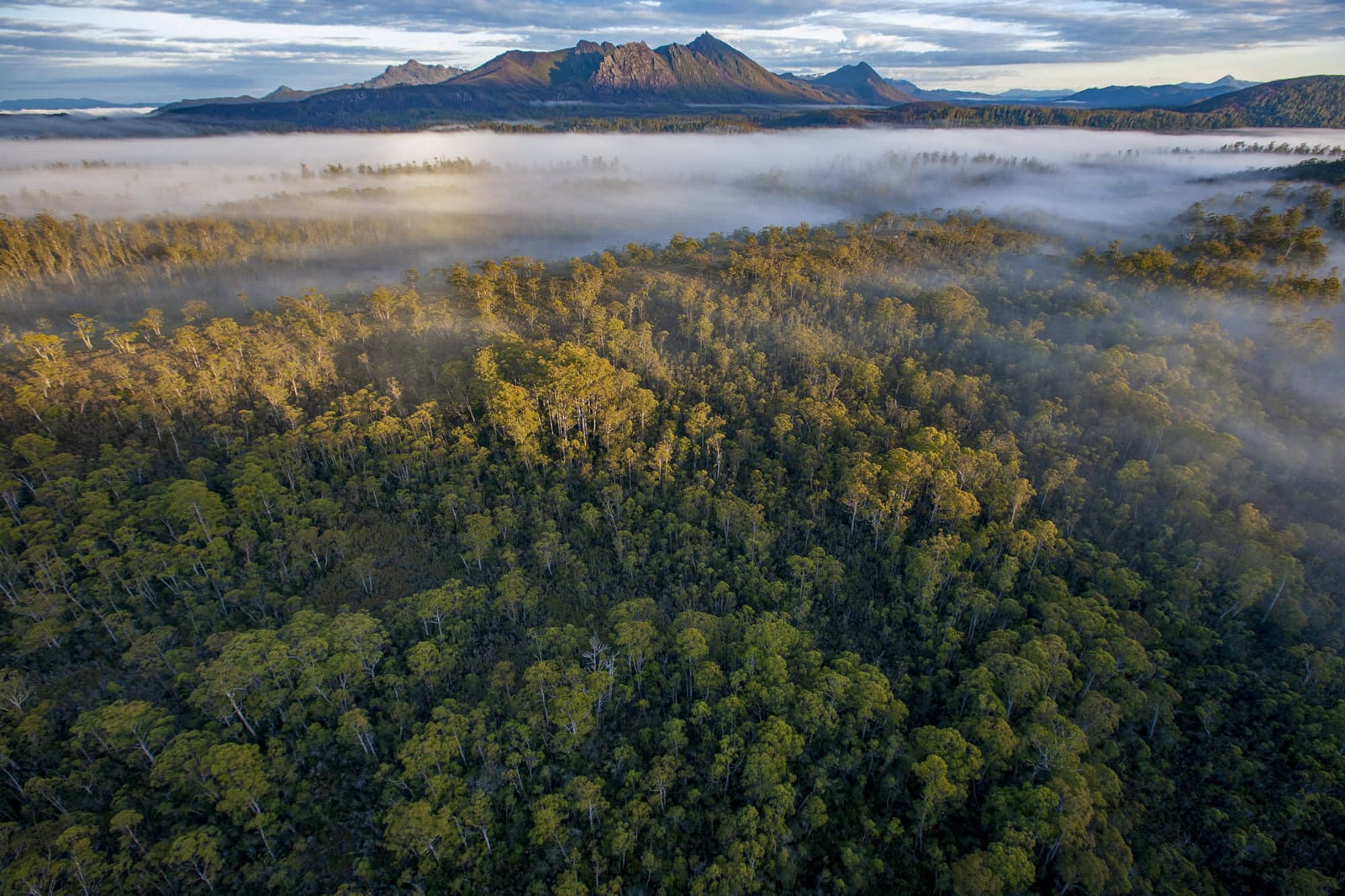 Forests we're fighting for