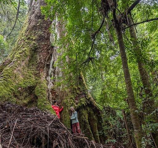 Forests of Lutruwita / Tasmania