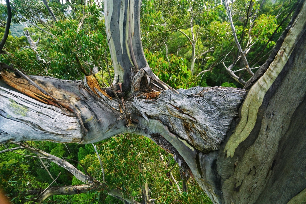 Forest carbon explained