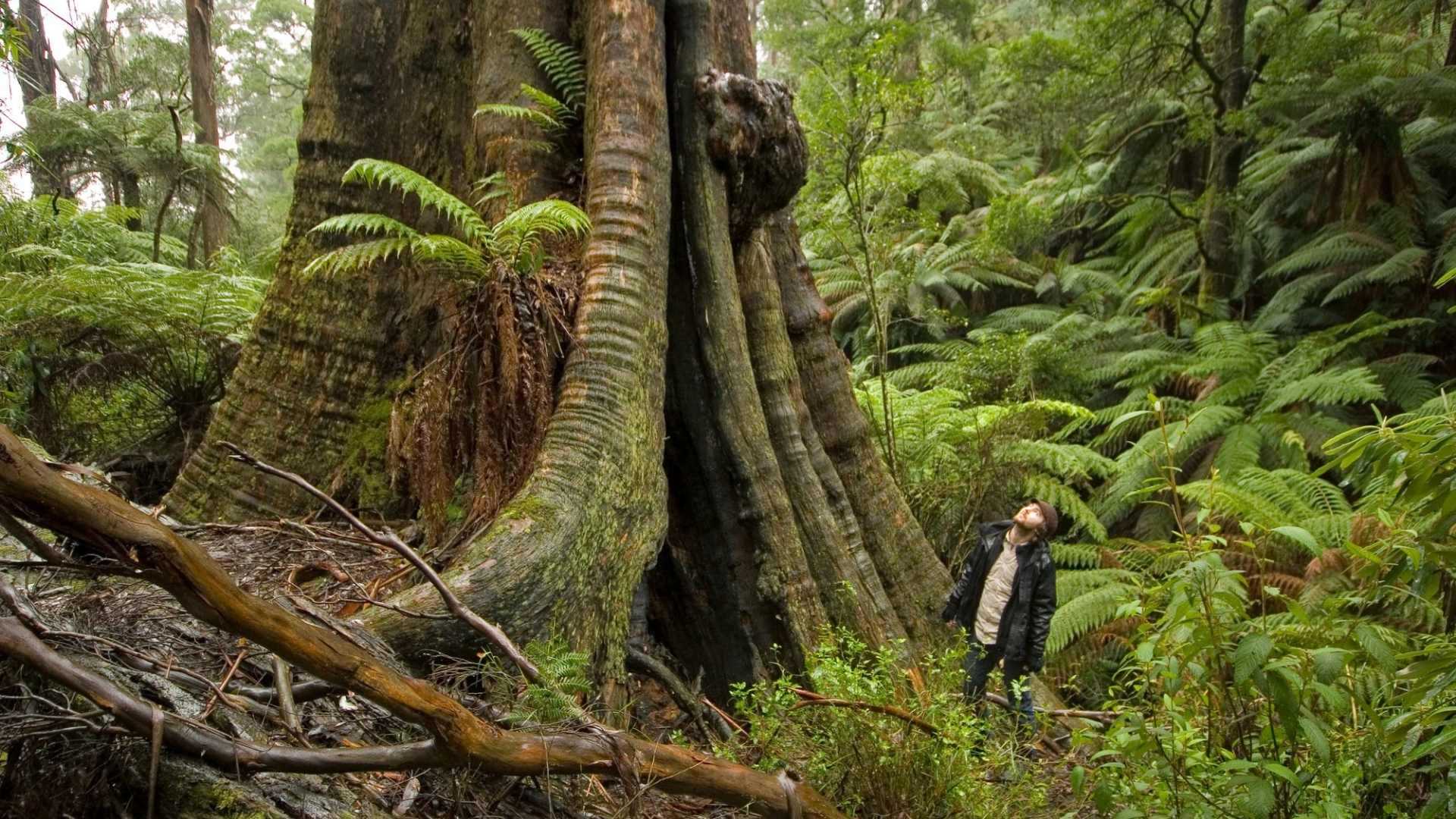 Great Forest National Park