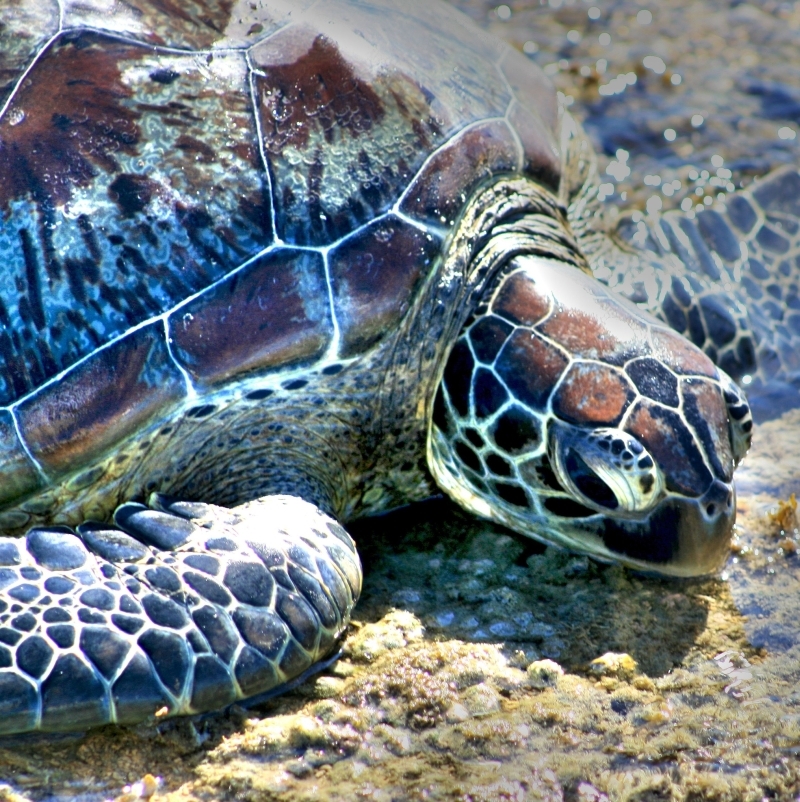 Donate now to help protect Australia's oceans!