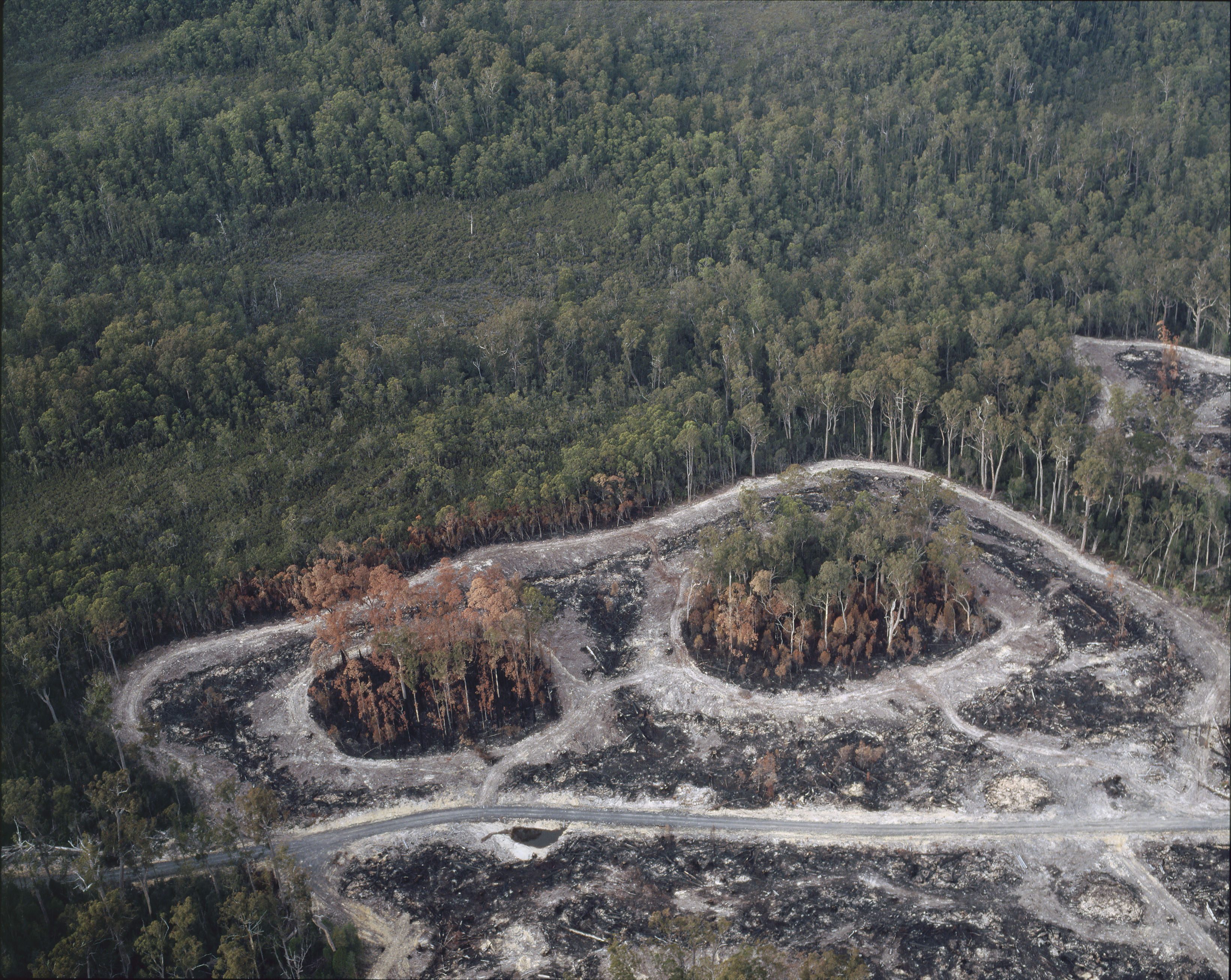 Despite all this, there are large swathes of Gondwanan forests that are still threatened by logging and mining, from the takayna/Tarkine to Lonnavale and parts of the Florentine Valley. Image: Rob Blakers