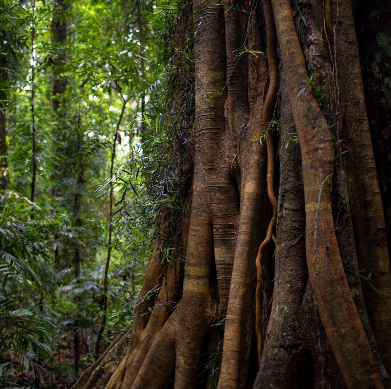 Eastern coastal & range forests