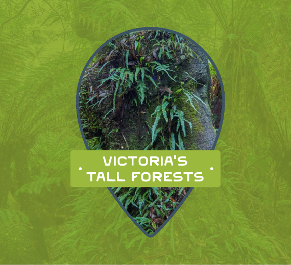 Victoria's Tall Forests