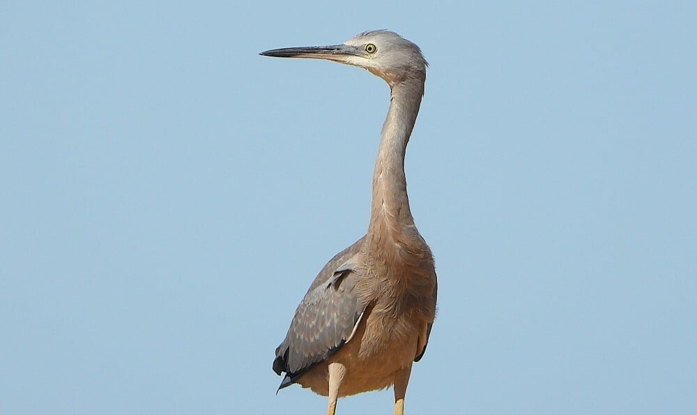 White-faced heron