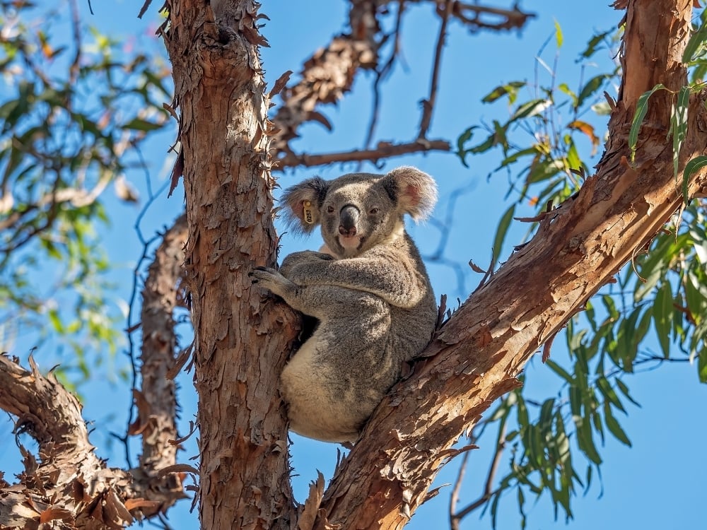3. Whites Hill Reserve, Queensland