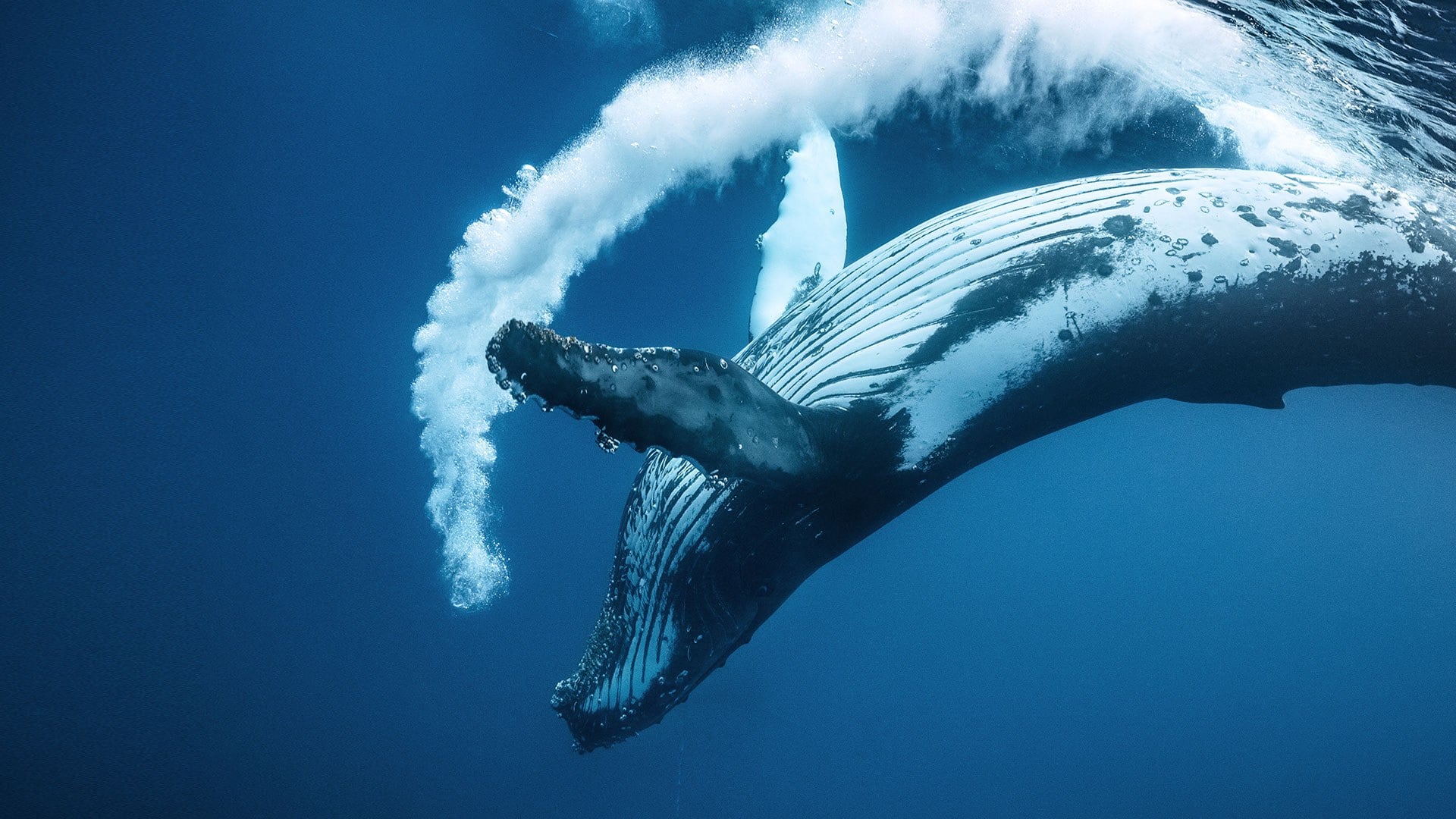 Protecting the Bight for good