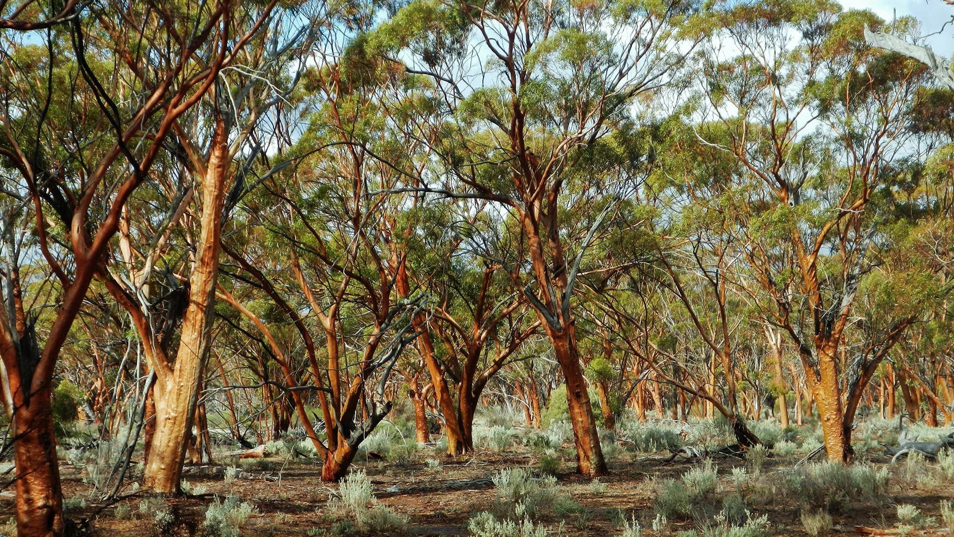 Great Western Woodlands