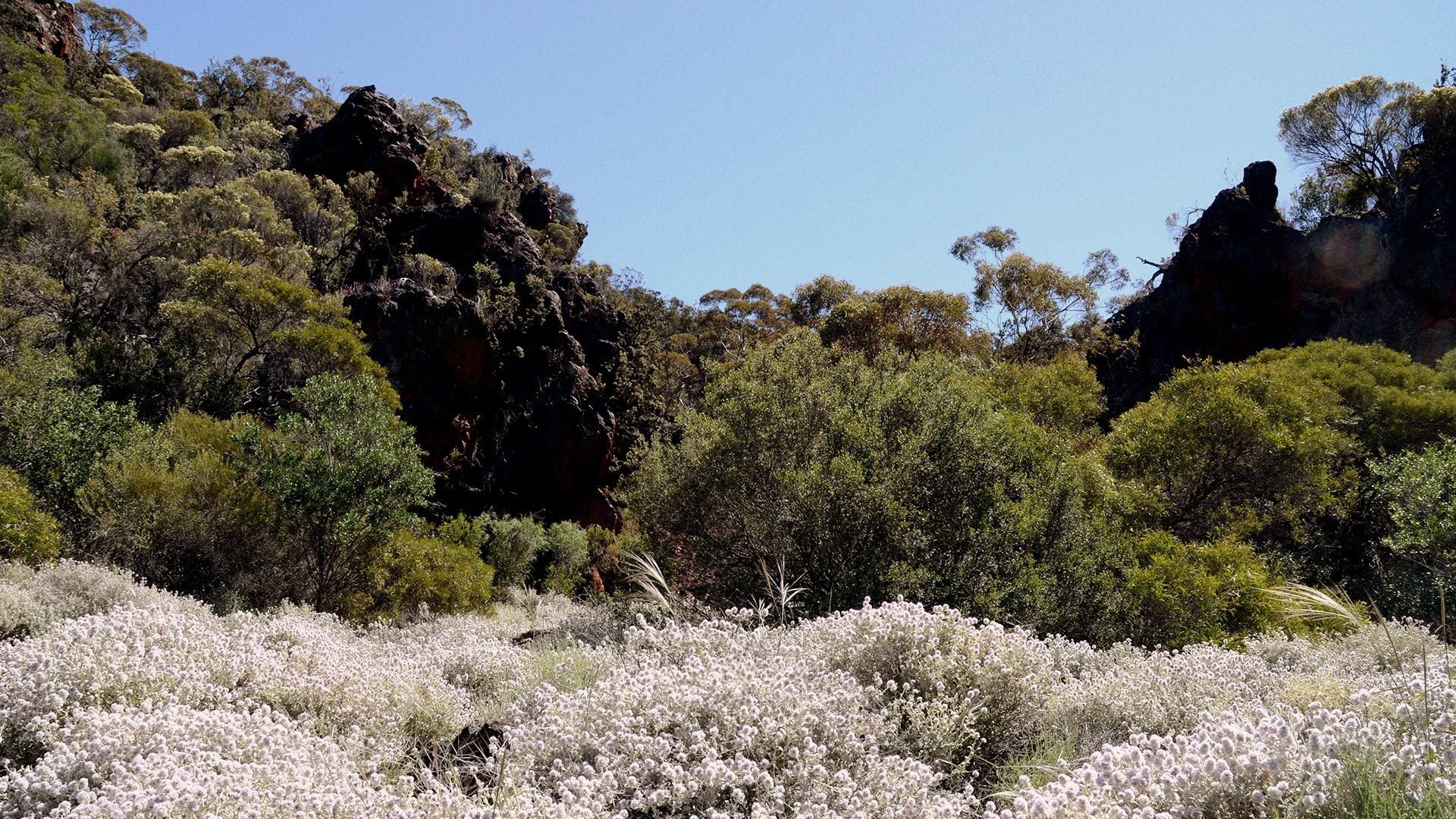 Native wildflowers