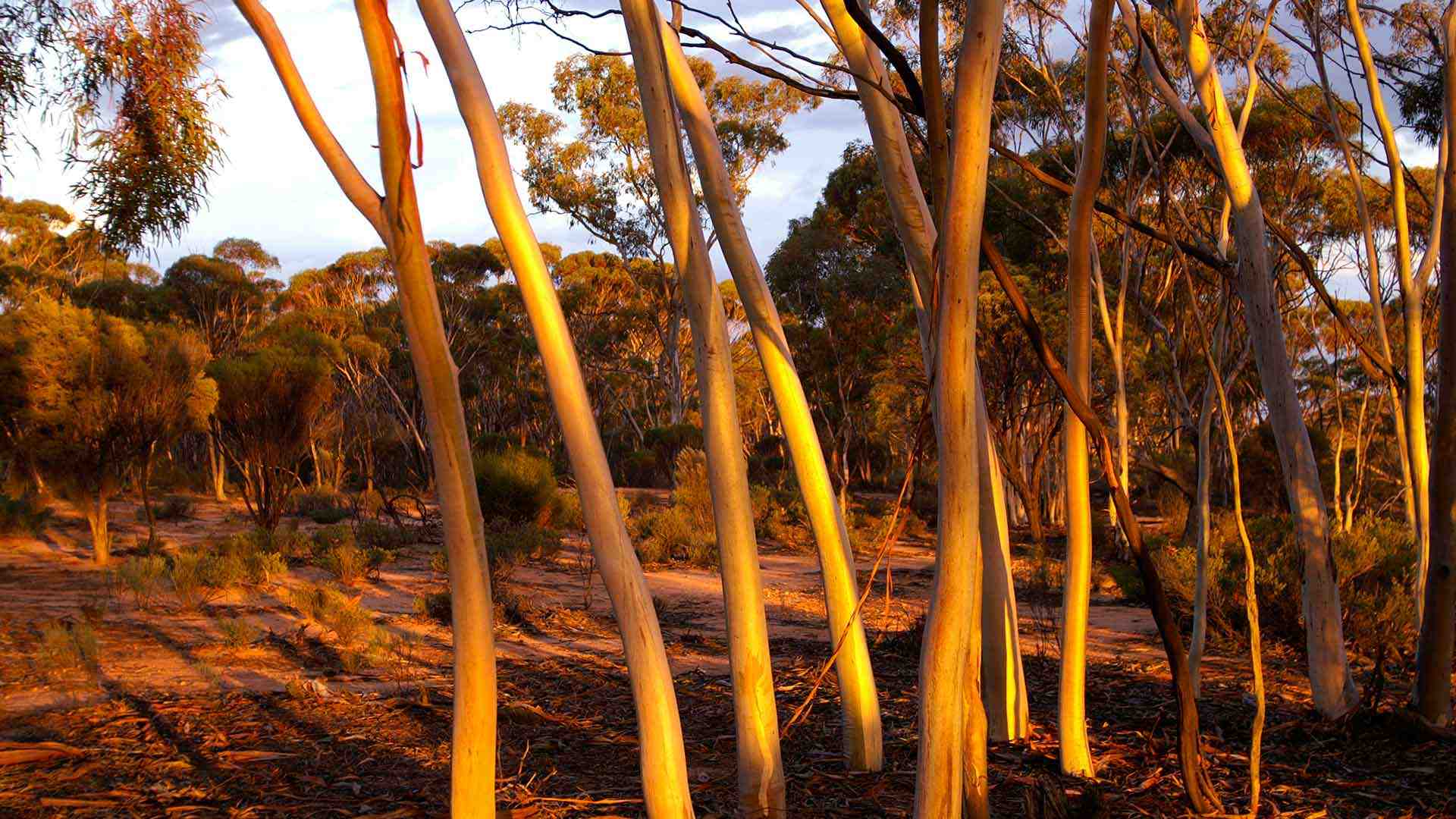 Great Western Woodlands