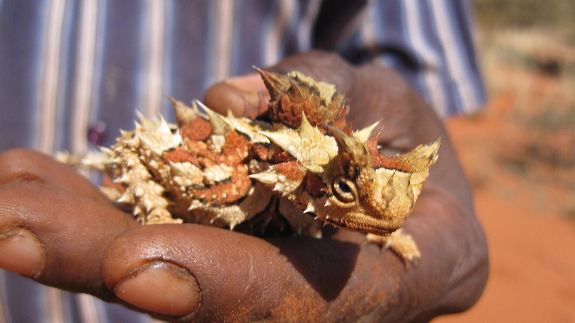 Thorny Devil