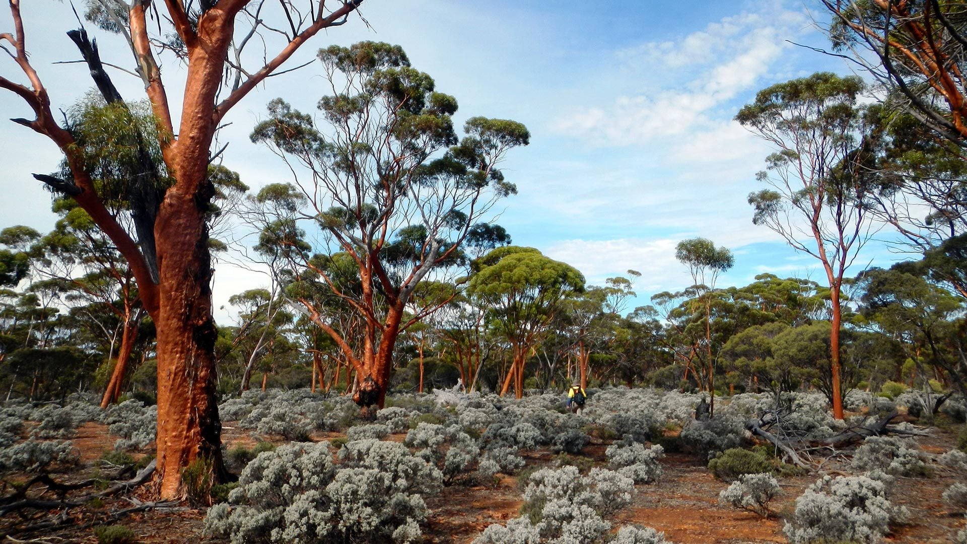 Great Western Woodlands