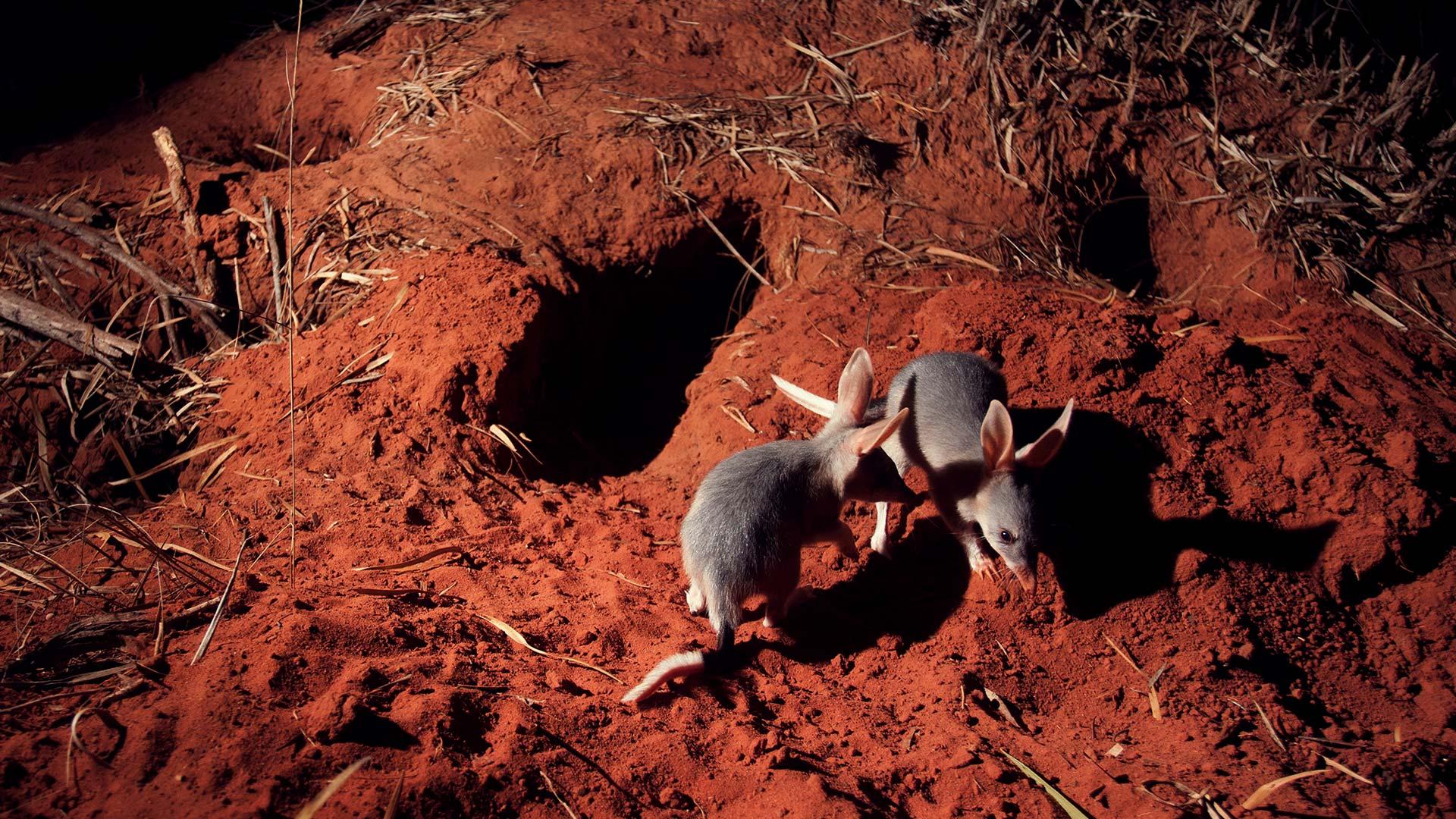 Bilbies burrowing in the West Kimberley.