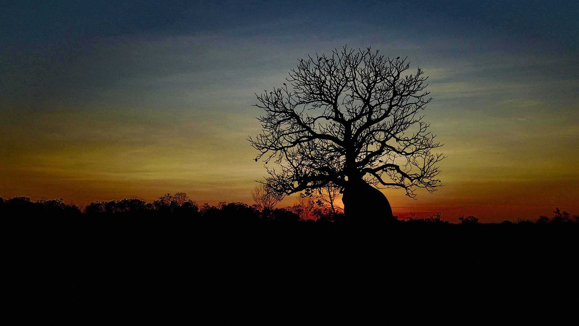 Sunset Boab at North Kimberley