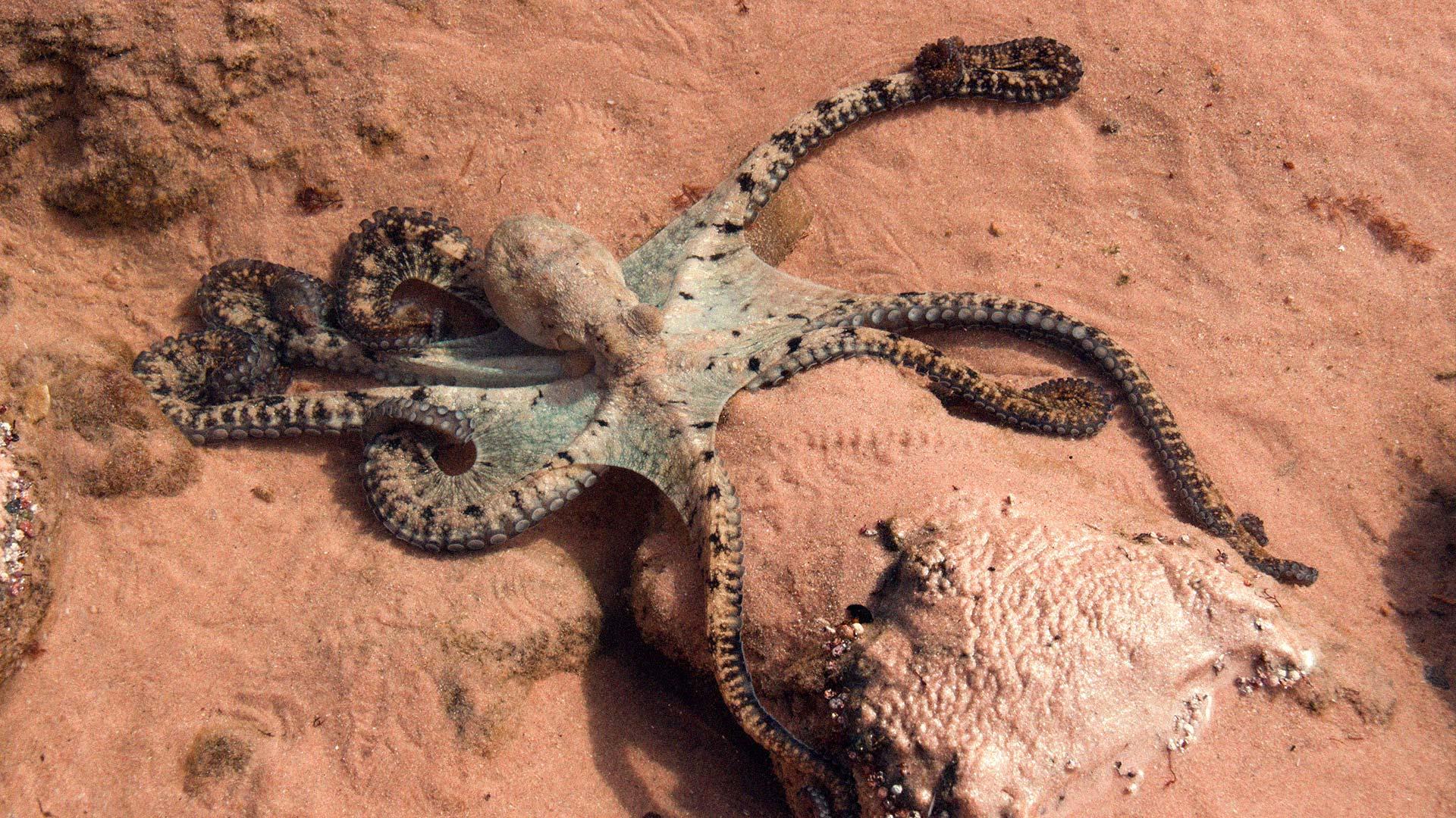 Octopus hunting on reef flat.