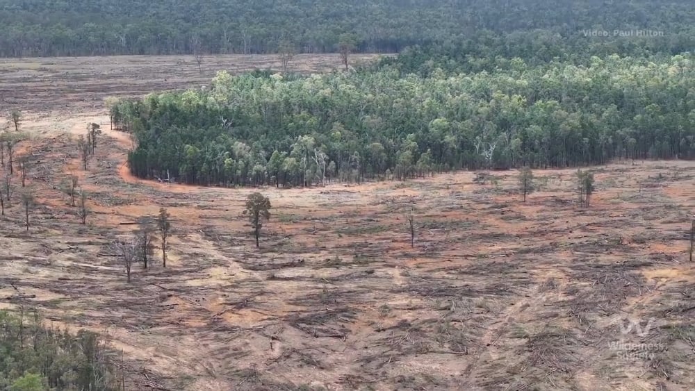 Photo: Drone footage of deforestation for beef production in Goomally, Queensland