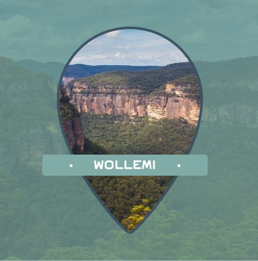 The wonder of Wollemi