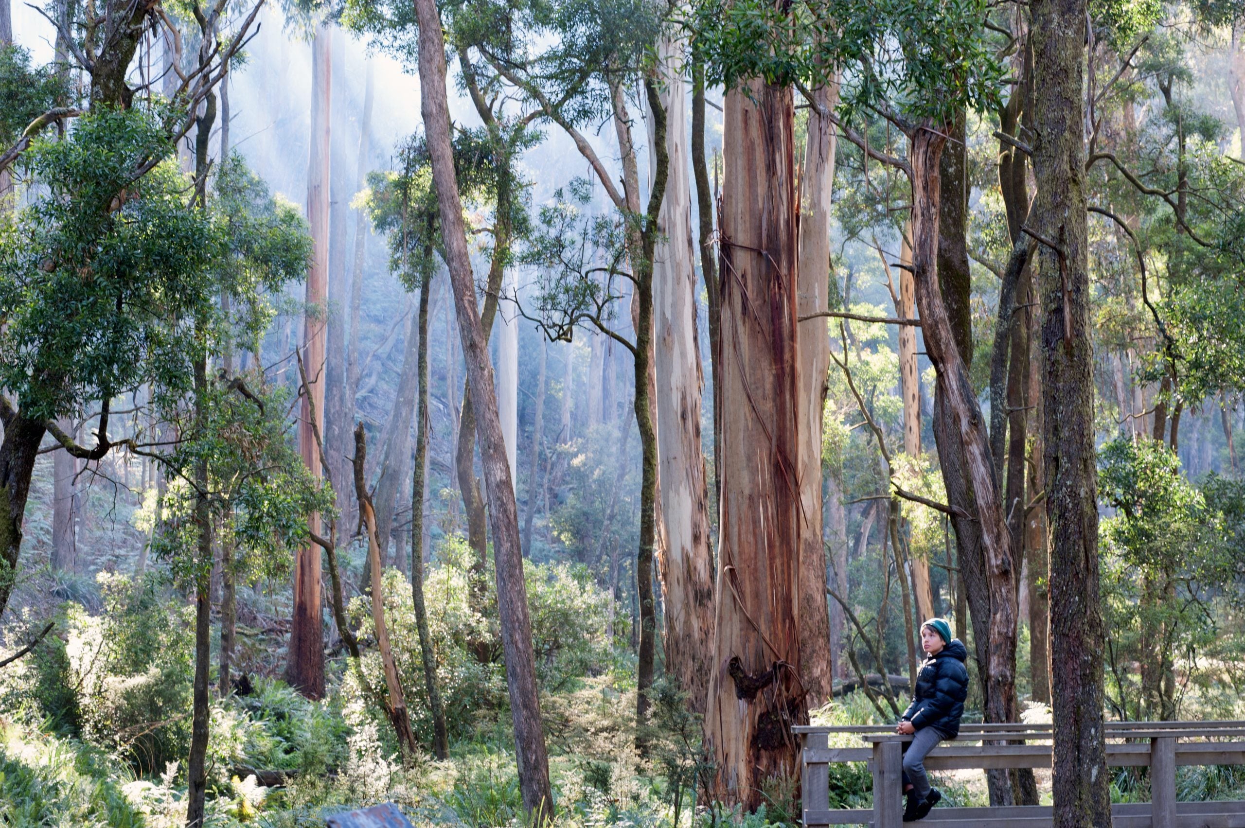 Photo: The Wombat Forest at Nolans Crossing | Sandy Scheltema/Midland Express