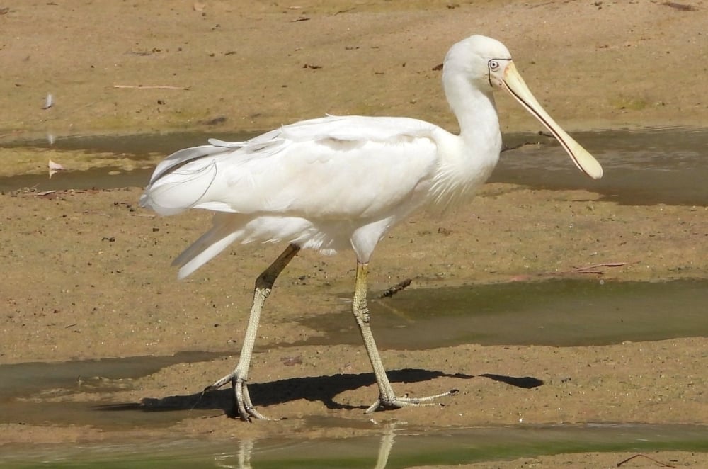 Yellow-billed spoonbill