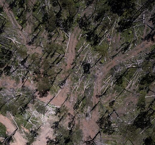 Exposing Bunnings’ links to deforestation