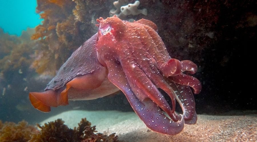 The Great Southern Reef (GSR)