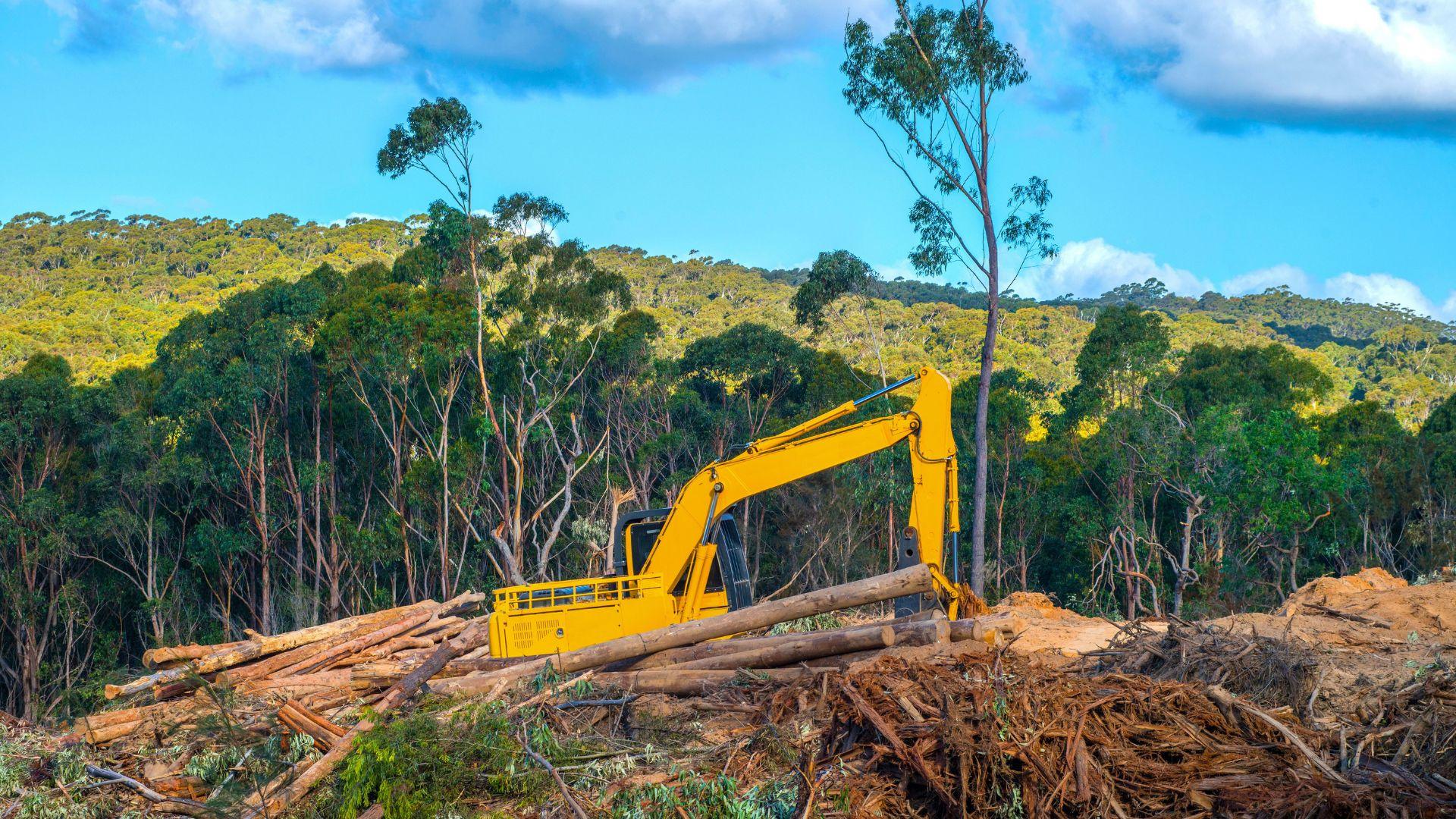 Stop the destruction of forests