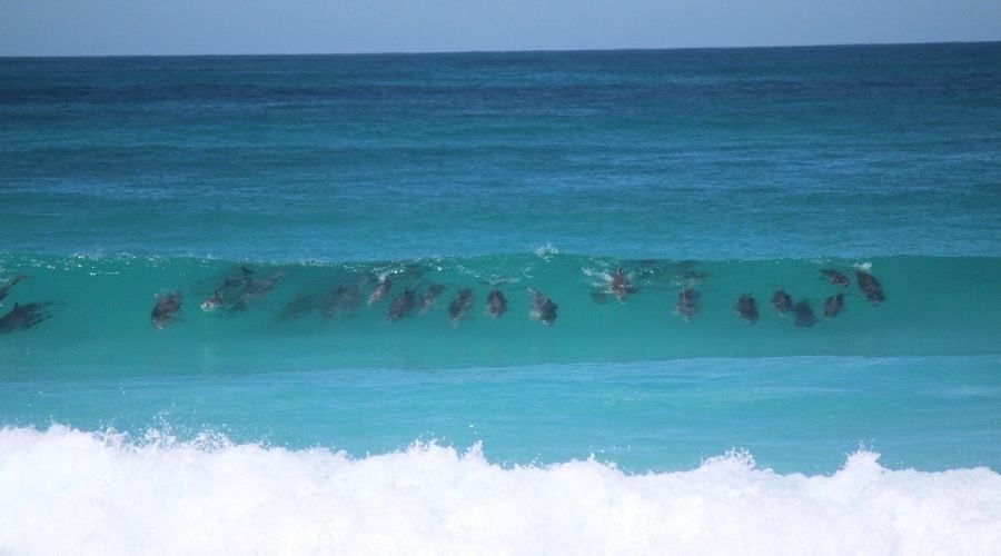 Wonders of the Bight