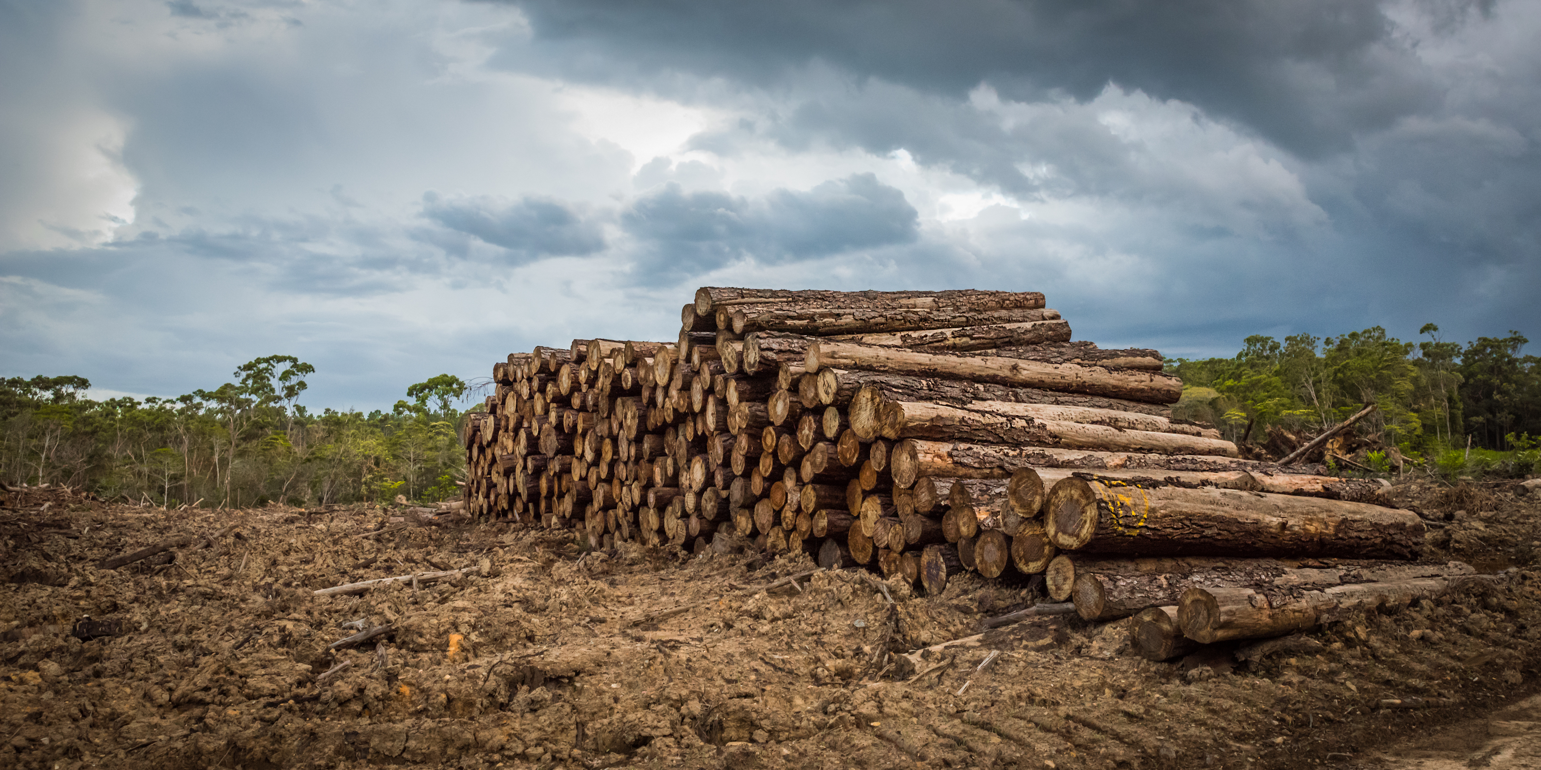 5 ways you can help stop deforestation now
