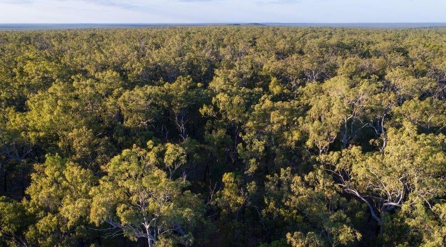 Wilderness Society calls for ‘no-strings attached’ protection of Australia’s native forests