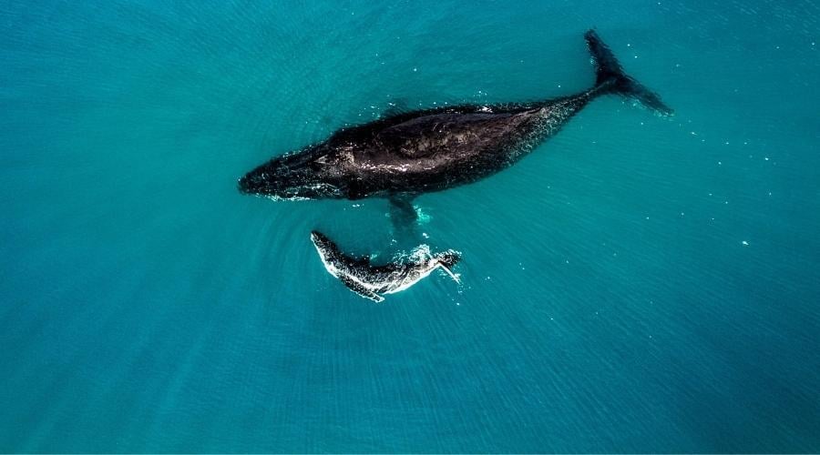 Humpback whale nursery