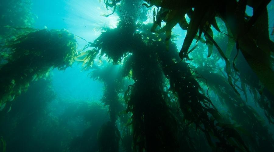 Lutruwita’s kelp ﻿﻿forests