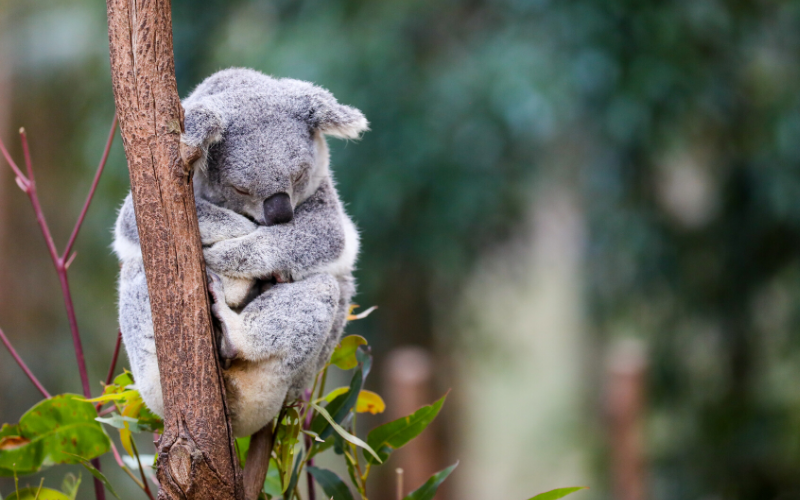 National icon: the koala