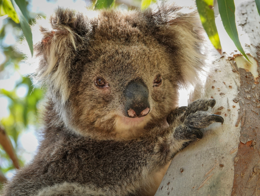 Koalas